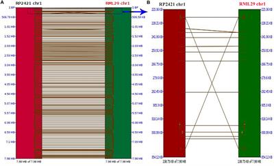 Comparative Genomics Reveals the High Copy Number Variation of a Retro Transposon in Different Magnaporthe Isolates